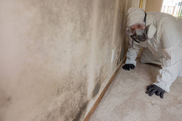 Why You Should Choose Our Mold Remediation Services in Sebewaing, MI